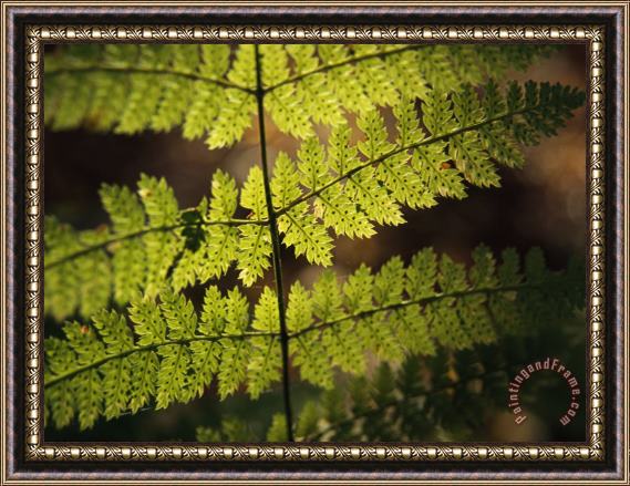Raymond Gehman Close View of of a Fern Frond with Spores on It Framed Print