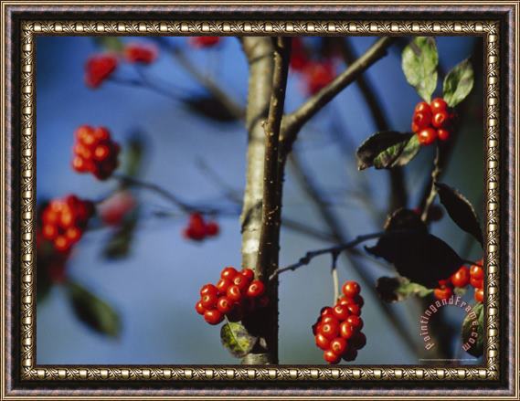 Raymond Gehman Close View of Serviceberries on a Tree in a Bog Forest Framed Painting