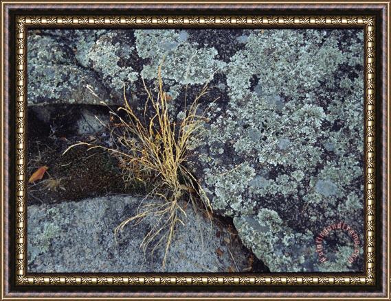 Raymond Gehman Clump of Dried Grass Sprouts Between Lichen Covered Rocks Framed Painting