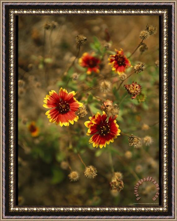 Raymond Gehman Clump of Fire Wheel Flowers in Bloom Framed Painting