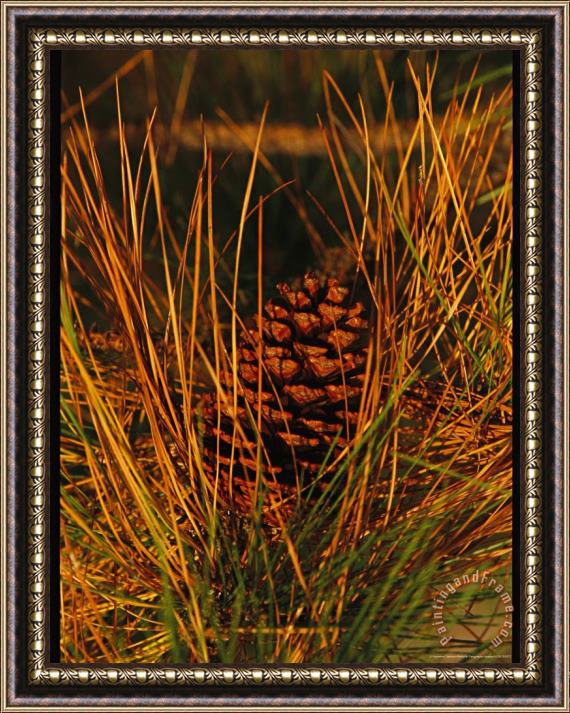 Raymond Gehman Cluster of Long Leaf Pine Needles And Cones Framed Print