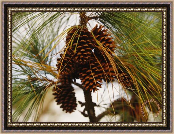 Raymond Gehman Cluster of Long Leaf Pine Needles And Cones Framed Painting