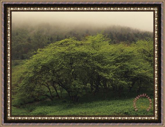 Raymond Gehman Cluster of Trees And a Hillside in Morning Fog Framed Painting