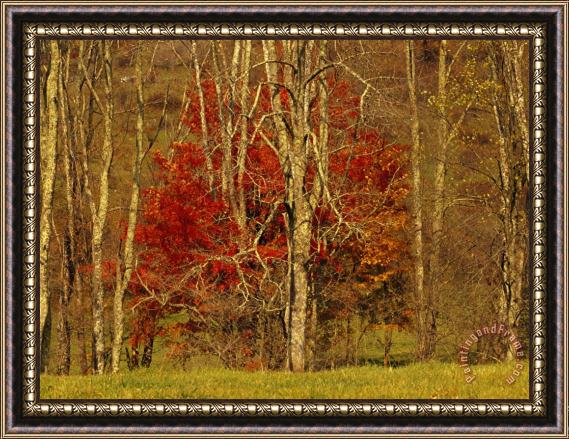 Raymond Gehman Colorful Maple Tree in Autumn Hues in The Tree Line at Field S Edge Framed Print