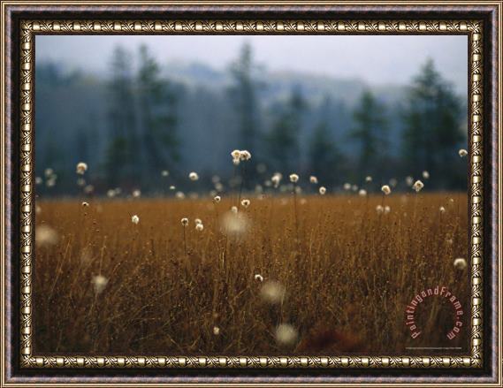 Raymond Gehman Cotton Grass Sedges And a Red Spruce Forest in a Bog Framed Painting