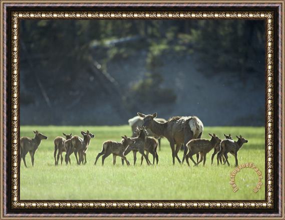 Raymond Gehman Cow Elk with Calves Madison River Valley Framed Painting