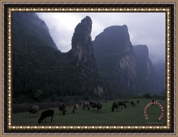 Raymond Gehman Cows Graze on Grassy Banks of The Li River Guilin Guangxi China Framed Print