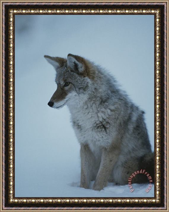 Raymond Gehman Coyote with Winter Coat Yellowstone National Park Wyoming Framed Painting