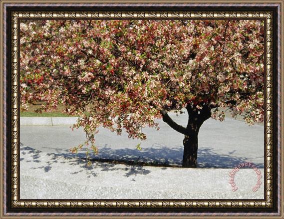 Raymond Gehman Crabapple Tree in Bloom Framed Painting