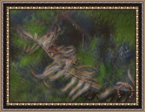 Raymond Gehman Crisp Brown Sword Fern Frond Lying Atop Moss Covered Stones Framed Painting