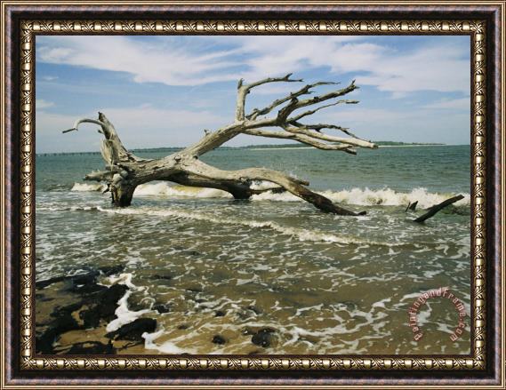 Raymond Gehman Dead Tree And Beach Erosion Along The Coast Framed Painting