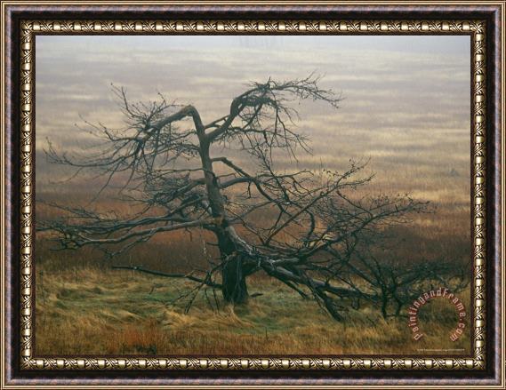 Raymond Gehman Dead Tree Snag in a Meadow Framed Print