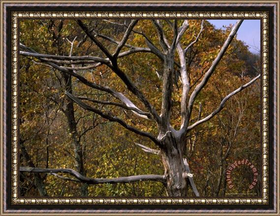 Raymond Gehman Dead Tree Snag with Autumn Hued Trees Around It Framed Painting