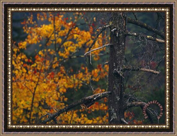 Raymond Gehman Dead Tree Trunk with Backdrop of Colorful Tree in Autumn Hues Framed Painting