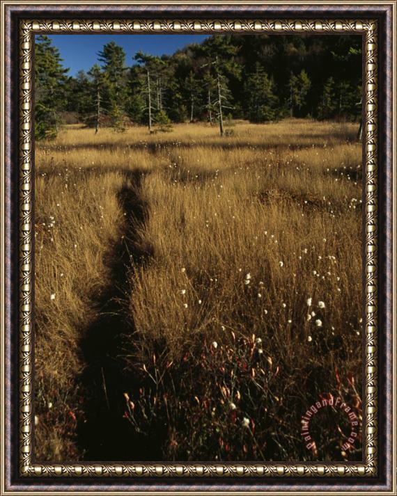 Raymond Gehman Deer Trail Through Tall Golden Cottongrass in a Glade Framed Print
