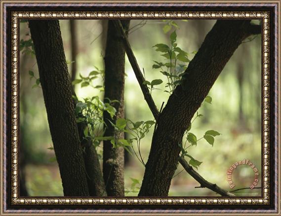 Raymond Gehman Delicate Leaves on a Backlit Black Cherry Tree Framed Painting