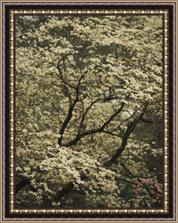 Raymond Gehman Delicate White Blossoms Fill a Dogwood Tree in The Spring Framed Painting