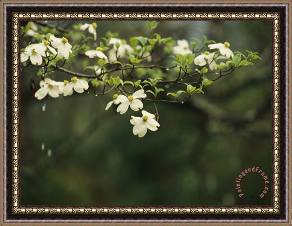 Raymond Gehman Delicate White Dogwood Blossoms Cover a Tree in The Early Spring Framed Print
