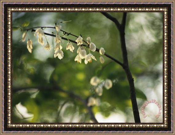 Raymond Gehman Delicate White Flowers Adorn a Tree Branch in The Spring Framed Print