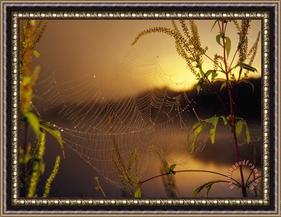 Raymond Gehman Dew Glistening in a Spider S Web at Sunrise Framed Painting