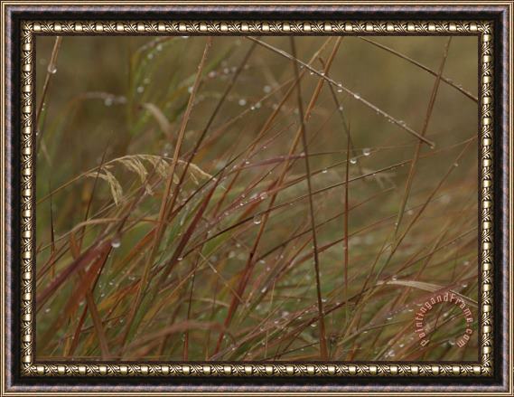 Raymond Gehman Dew Glistens on Grasses in The Mackenzie River Delta Framed Painting
