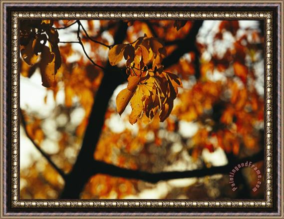 Raymond Gehman Dogwood Tree in Golden Fall Color Framed Painting