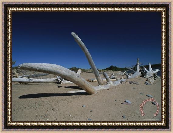 Raymond Gehman Driftwood Sits on a Beach in The Apostle Islands Framed Painting