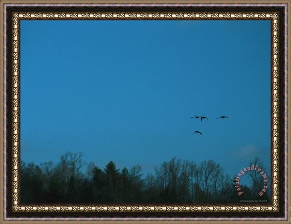 Raymond Gehman Ducks Fly Above The James River in Virginia Framed Print