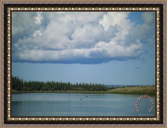 Raymond Gehman Ducks Fly Above The Mackenzie River Beneath White Clouds Framed Print