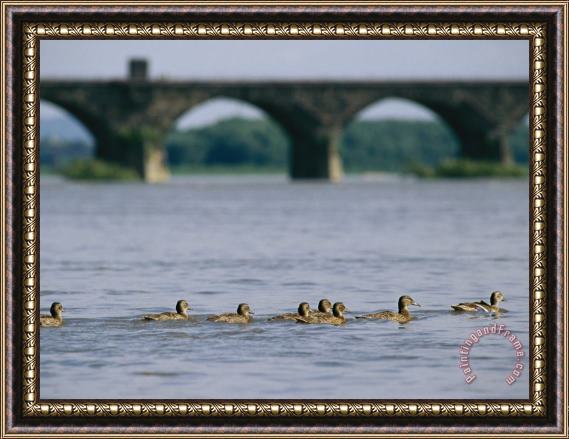 Raymond Gehman Ducks Paddle Across The Susquehanna River Near The Rockville Bridge Framed Print