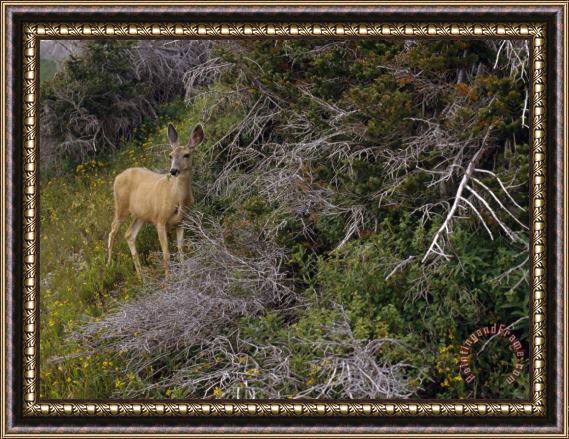 Raymond Gehman Ears Cocked a Mule Deer Pauses in a Clearing in Cascade Canyon Framed Painting