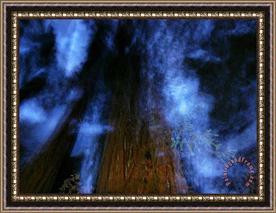 Raymond Gehman Eerie Image of Giant Redwoods From Directly Below at Night Framed Painting