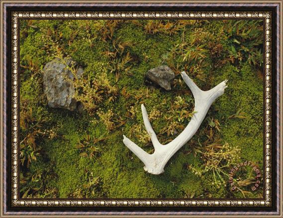 Raymond Gehman Elk Antler And Moss Yellowstone National Park Wyoming Framed Print