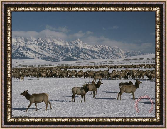 Raymond Gehman Elk Or Wapiti at The National Elk Refuge Jackson Wyoming Framed Painting