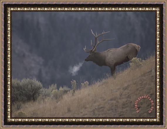 Raymond Gehman Elk Or Wapiti Bull on a Hillside in Yellowstone National Park Framed Print