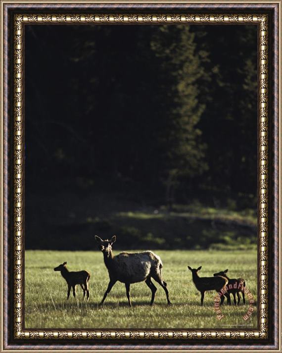 Raymond Gehman Elk Or Wapiti Cow with Calves Madison River Valley Framed Painting