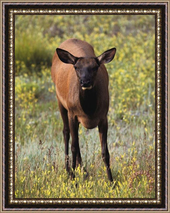 Raymond Gehman Elk Or Wapiti Yellowstone National Park Wyoming Framed Print
