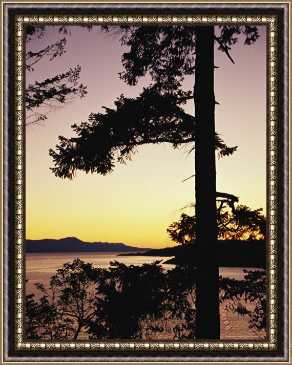 Raymond Gehman Evergreen Trees Are Silhouetted Against Water at Twilight Framed Painting