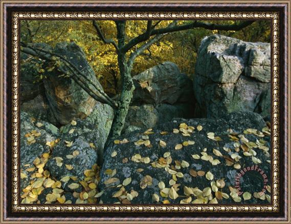 Raymond Gehman Fall Leaves on Rocks Along The Appalachian Trail Framed Print