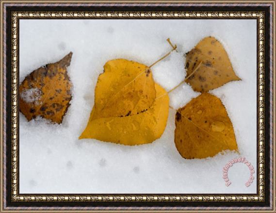 Raymond Gehman Fallen Aspen Leaves in Snow Near Moraine Lake Framed Painting