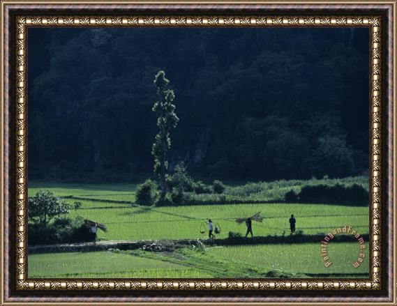 Raymond Gehman Farmers Between Rice Paddies Yangdi Valley Guilin Guangxi China Framed Painting