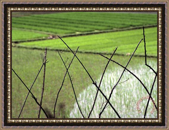 Raymond Gehman Farmers in Rice Fields of Farming Village Yangdi Valley Framed Painting