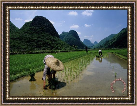 Raymond Gehman Farmers in Rice Fields of Farming Village Yangdi Valley Framed Print