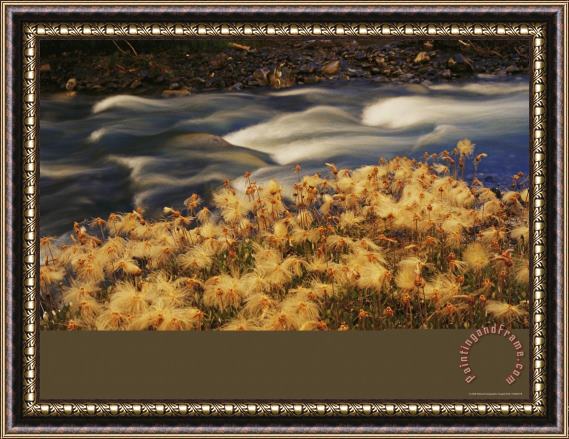 Raymond Gehman Feather Like Dryas Plants Sprinkle The Ground Along Fire Creek Near The Inklin River Framed Painting
