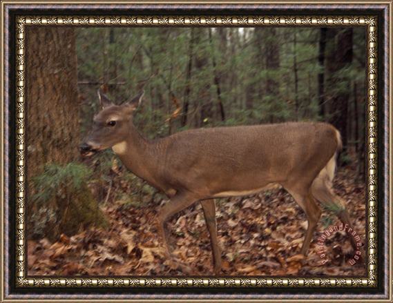 Raymond Gehman Female White Tailed Deer at The Forest Edge Framed Painting