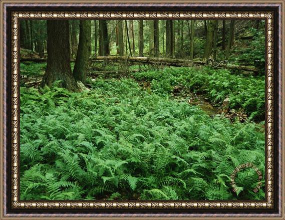 Raymond Gehman Ferns in a Virgin Hemlock Forest Framed Print