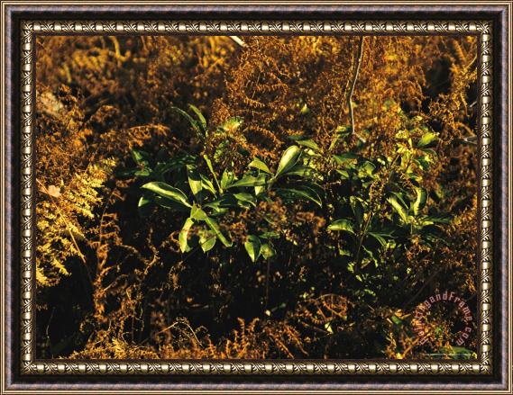 Raymond Gehman Ferns in Autumn Brown Color with Green Mountain Laurel Leaves Framed Print