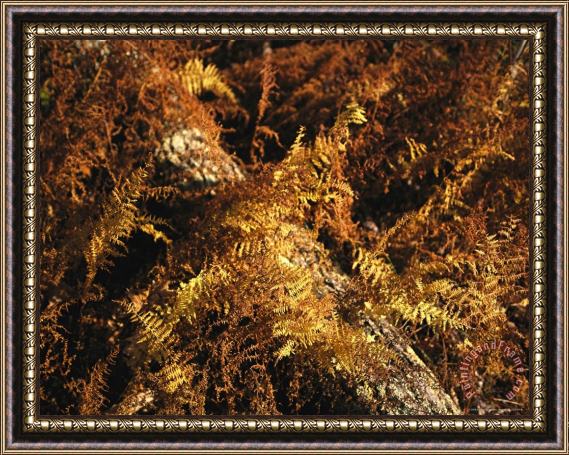 Raymond Gehman Ferns in Autumn Brown Covering a Fallen Tree Framed Print
