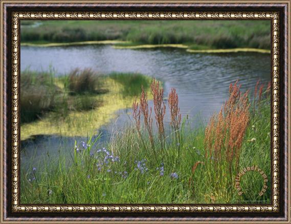 Raymond Gehman Ferns Sedges And Wildflowers Growing Along The Banks of a Waterway Framed Painting