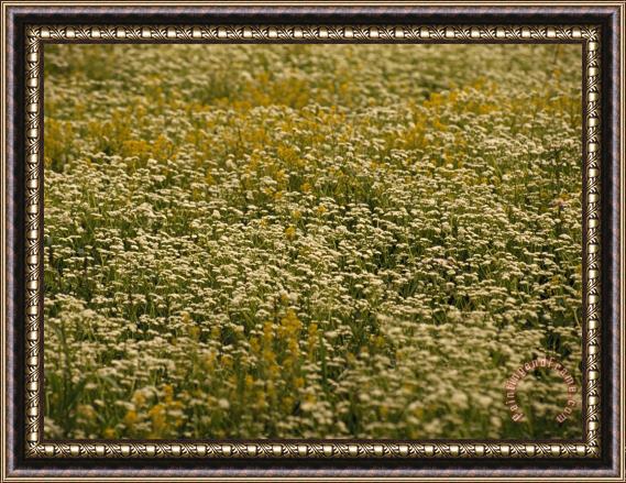 Raymond Gehman Field of Ragweed And Queen Anne S Lace in Bloom Framed Painting